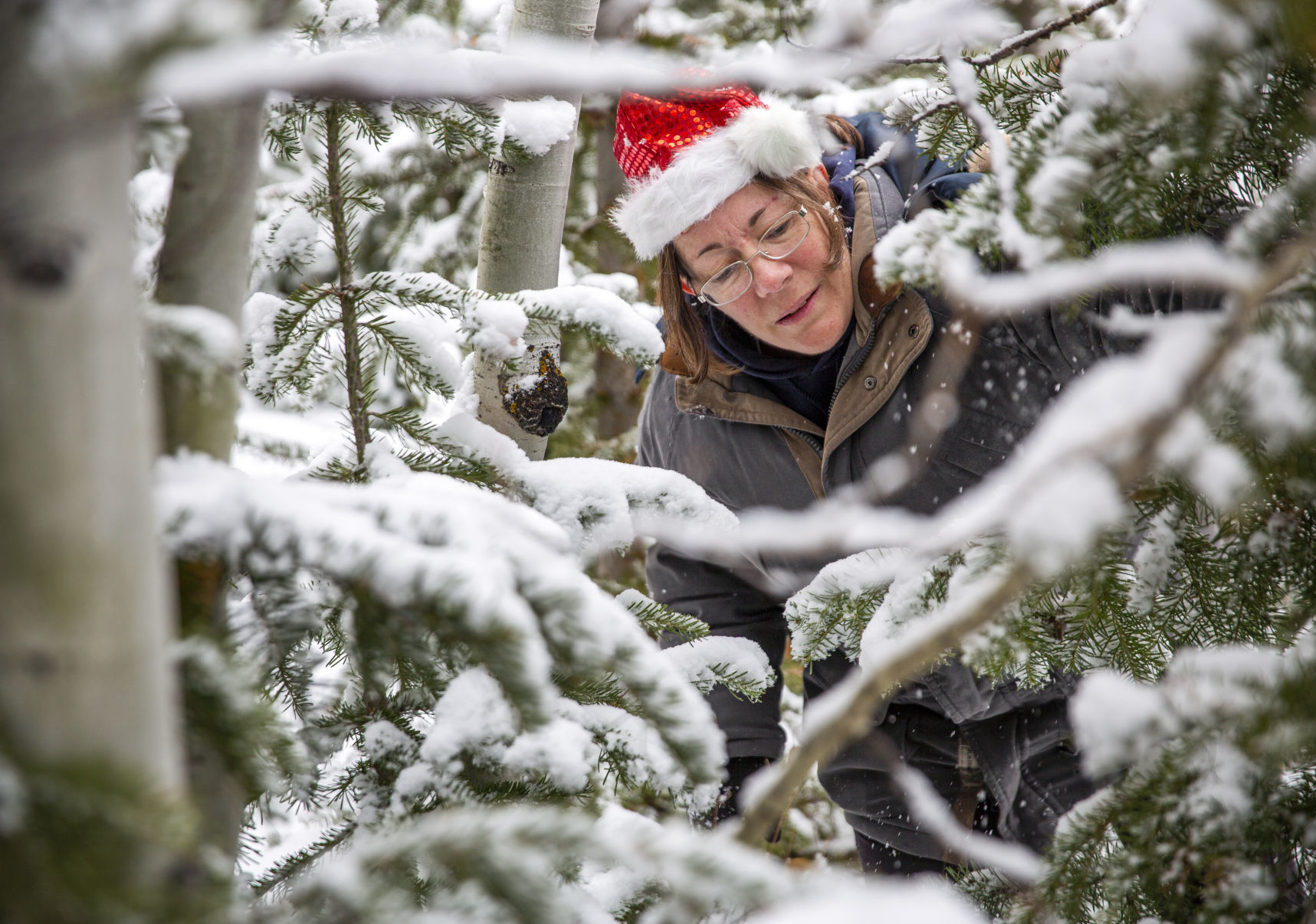 Picking the perfect tree